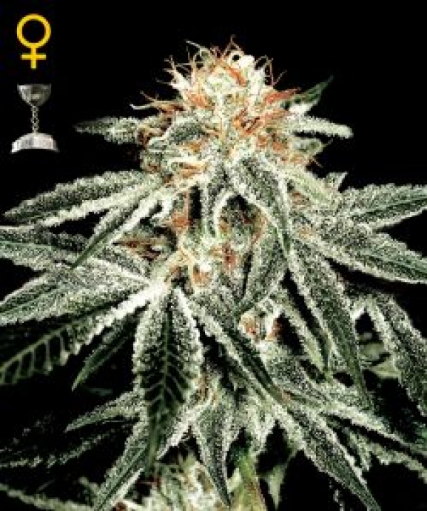 Exodus Cheese Auto Feminised Cannabis Seeds | Green House Seeds 