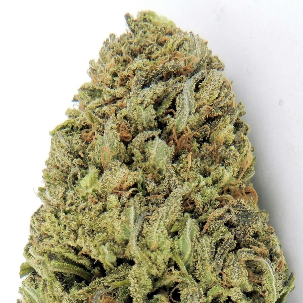Fast & Vast Auto Feminised Cannabis Seeds | Heavyweight Seeds Fast & Vast Auto Feminised Cannabis Seeds | Heavyweight Seeds