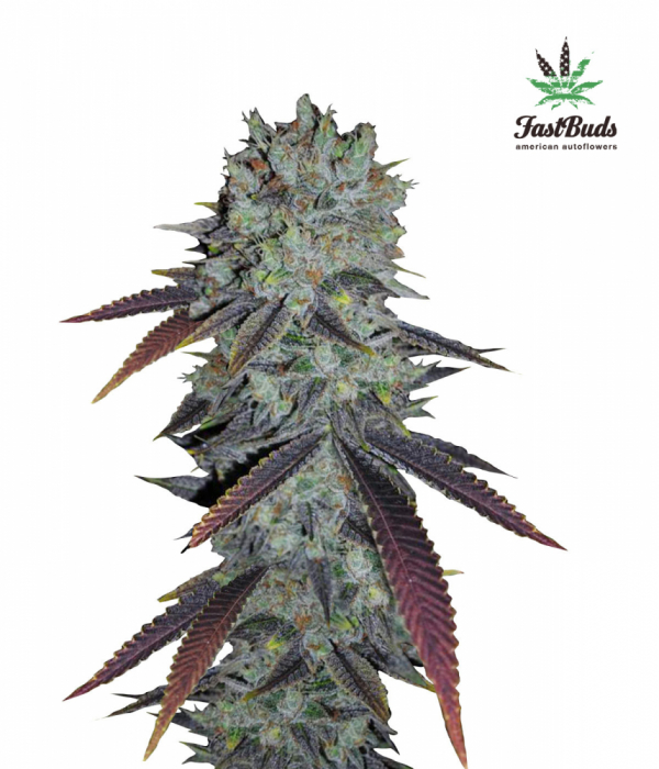 Fastberry Auto Feminised Cannabis Seeds | Fast Buds
