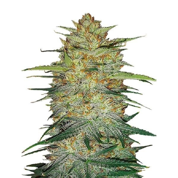 Auto OG Kush Feminised cannabis Seeds | Fast Buds Originals. Auto OG Kush Feminised cannabis Seeds | Fast Buds Originals.