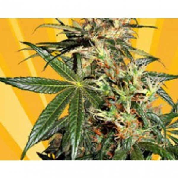 Freedom Haze Feminised Cannabis Seeds