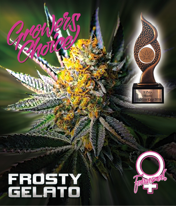 Frosty Gelato Feminised Cannabis Seeds - Growers Choice Frosty Gelato Feminised Cannabis Seeds - Growers Choice
