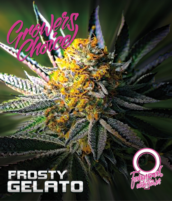 Frosty Gelato Auto Feminised Cannabis Seeds - Growers Choice