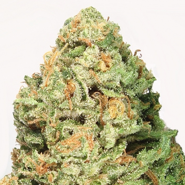 Fruit Punch Feminised Cannabis Seeds | Heavyweight Seeds