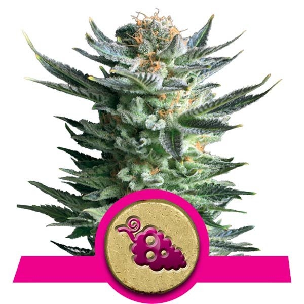 Fruit Spirit Feminised Cannabis Seeds | Royal Queen Seeds Fruit Spirit Feminised Cannabis Seeds | Royal Queen Seeds