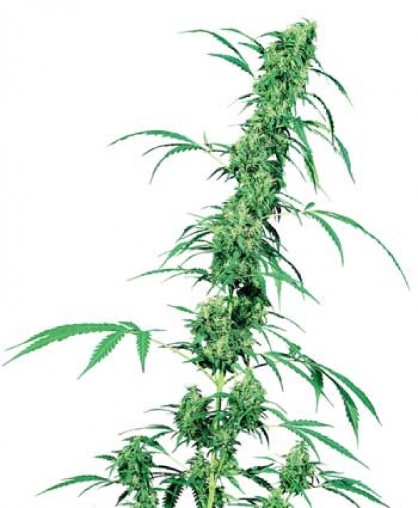 Grapevine Candy Feminised Cannabis Seeds | Sensi Seeds.