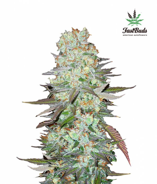 G14 Auto Feminised Cannabis Seeds | Fast Buds G14 Auto Feminised Cannabis Seeds | Fast Buds