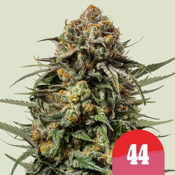 Royal Queen Seeds X TYSON Gelato 44 Feminised Cannabis Seeds.
