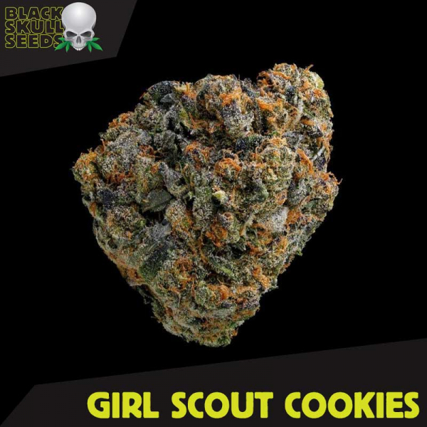 Girl Scout Cookies Feminised Cannabis Seeds | Black Skull Seeds