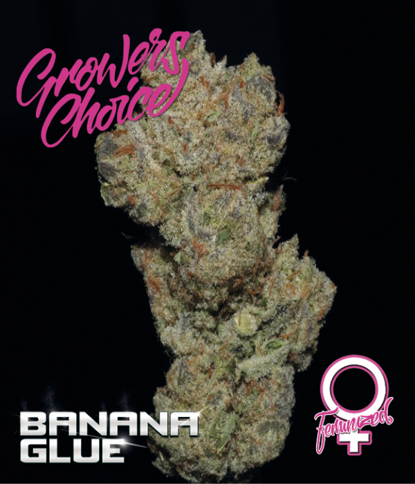 Banana Glue Feminised Cannabis Seeds - Growers ChoiceBanana Glue Feminised Cannabis Seeds - Growers Choice