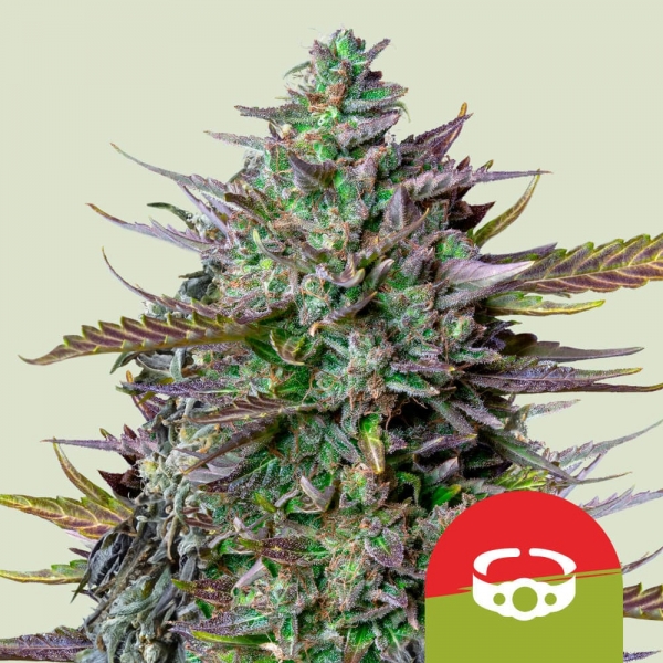 Royal Queen Seeds X TYSON GOATlato Auto Feminised Cannabis Seeds.