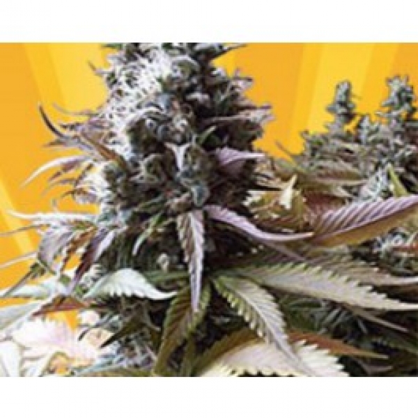 Godberry Feminised Cannabis Seeds Godberry Feminised Cannabis Seeds