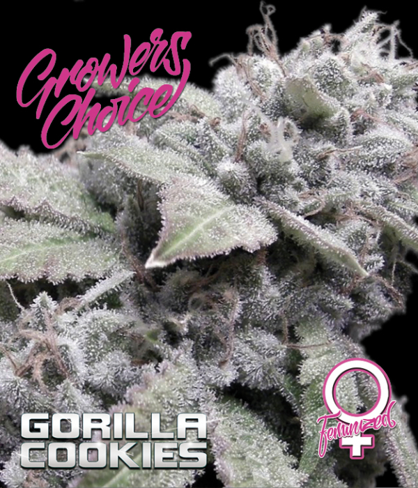 Gorilla Cookies Auto Feminised Cannabis Seeds - Growers Choice