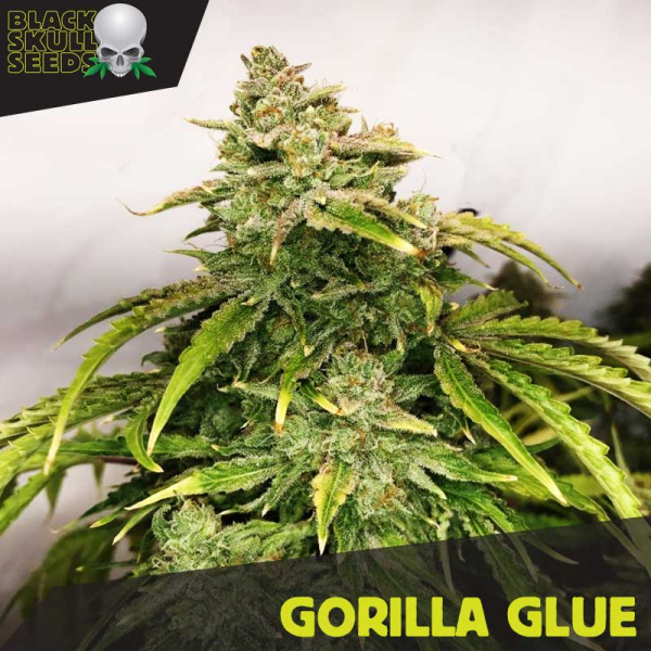 Gorilla Glue Feminised Cannabis Seeds | Black Skull Seeds