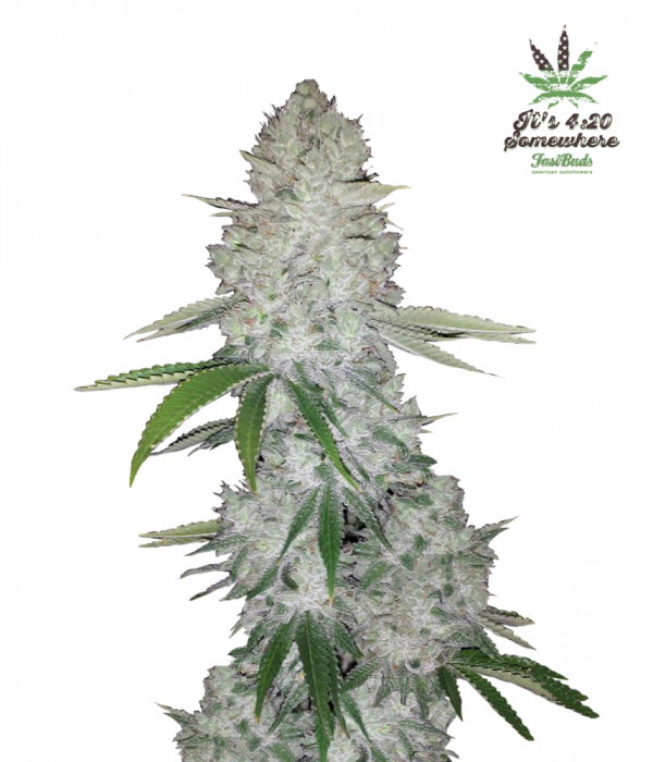 Glue Auto Feminised Cannabis Seeds | Fast Buds.