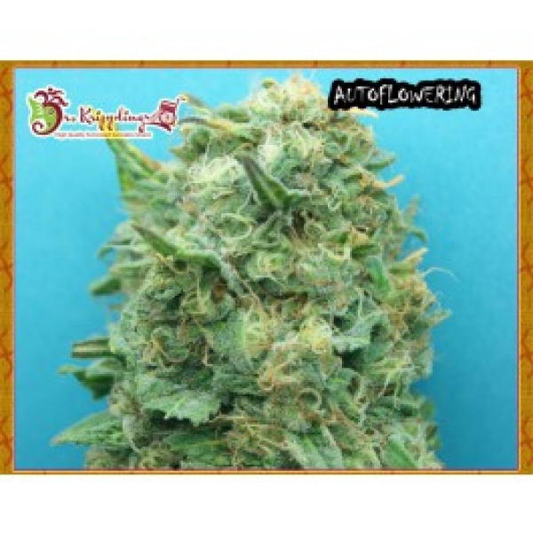 Dr Krippling Grand Heft Auto Feminised Cannabis Seeds For Sale