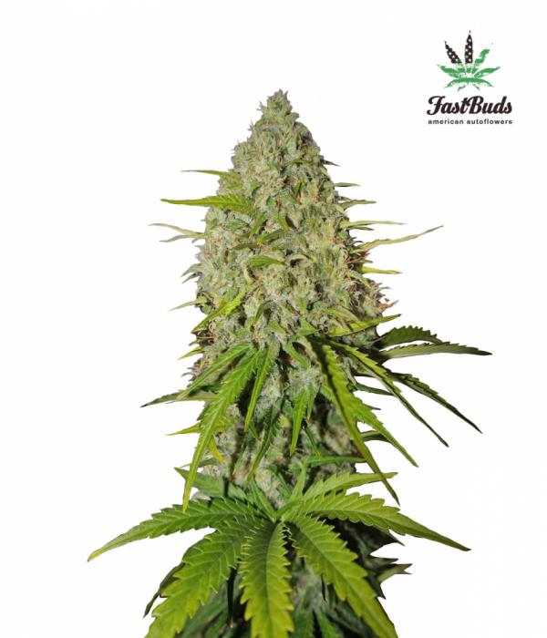 Grapefruit'matic Auto Feminised Cannabis Seeds | Fast Buds