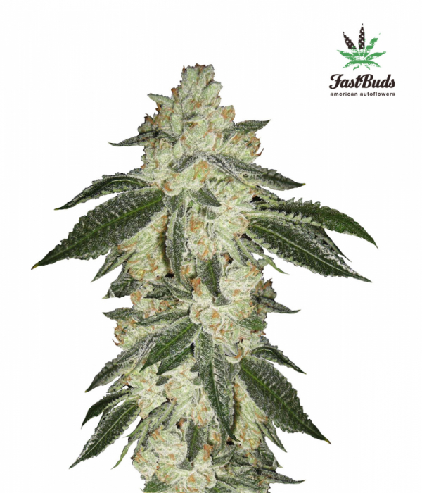 Guava Auto Feminised Cannabis Seeds | Fast Buds.