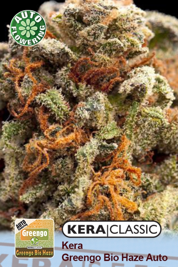 Greengo Bio Haze Auto Feminised Cannabis Seeds | Kera Seeds