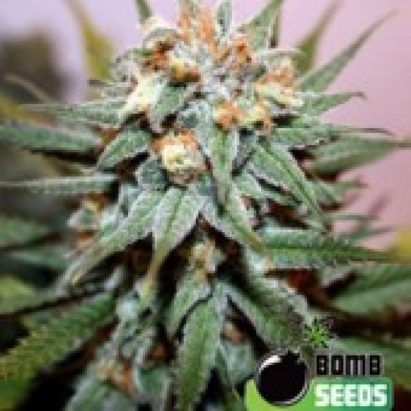 Hash Bomb Regular Cannabis Seeds | Bomb Seeds 