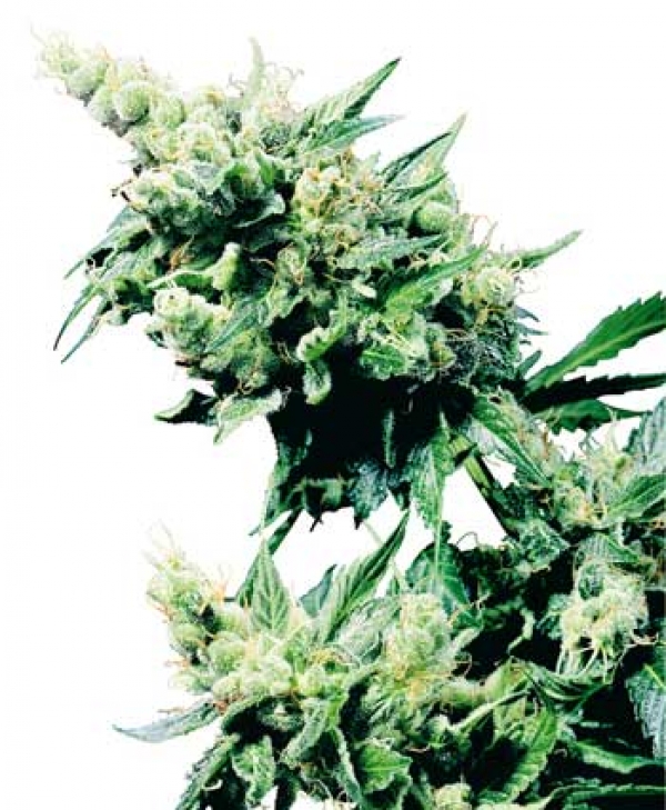 Hash Plant Regular Cannabis Seeds | Sensi Seeds 