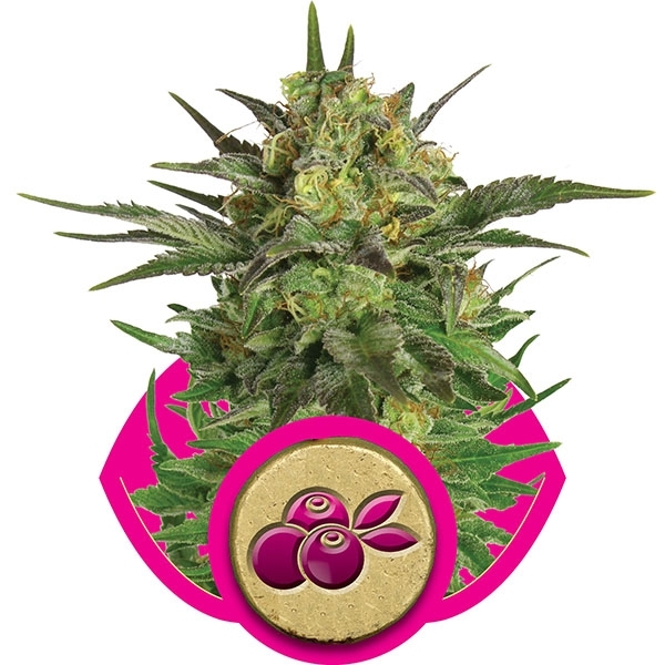 Haze Berry Auto Feminised Cannabis Seeds | Royal Queen Seeds.