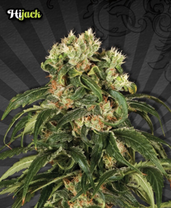 Hijack Auto flowering Feminised Cannabis Seeds | Auto Seeds