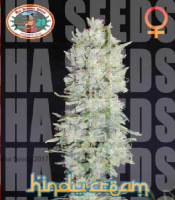 Hindu Cream Feminised Cannabis Seeds | Big Buddha Seeds 