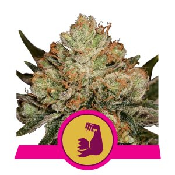 HulkBerry Auto Feminised Cannabis Seeds | Royal Queen Seeds.