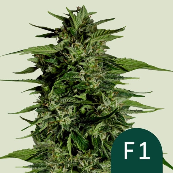 Hyperion F1 Auto Feminised Cannabis Seeds | Royal Queen Seeds. Hyperion F1 Auto Feminised Cannabis Seeds | Royal Queen Seeds.