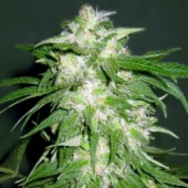 Advanced Seeds Ice Kush Feminised Cannabis Seeds