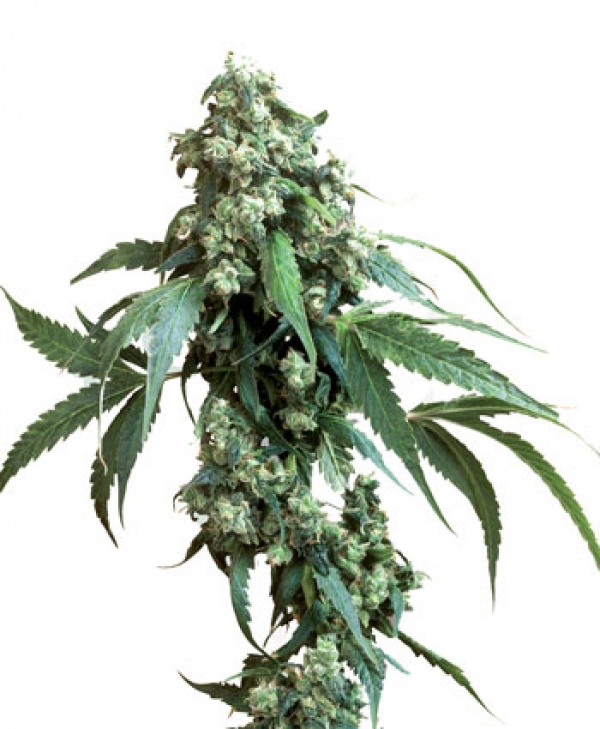 Jack Flash #5 Feminised Cannabis Seeds | Sensi Seeds 