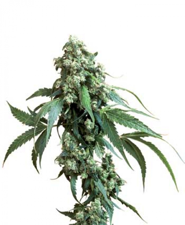 Jack Flash Regular Cannabis Seeds | Sensi Seeds 