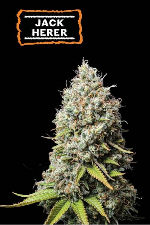 Jack Herer Feminised Cannabis Seeds | Seed Stockers