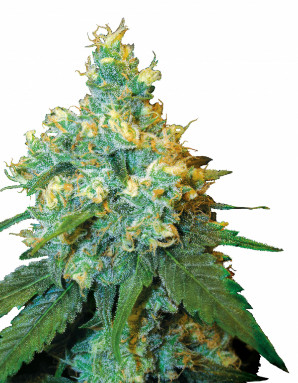 Jack Herer Feminised Cannabis Seeds | Sensi Seeds 