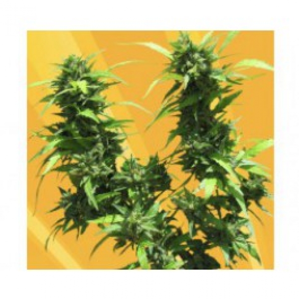 Jack Auto Feminised Cannabis Seeds