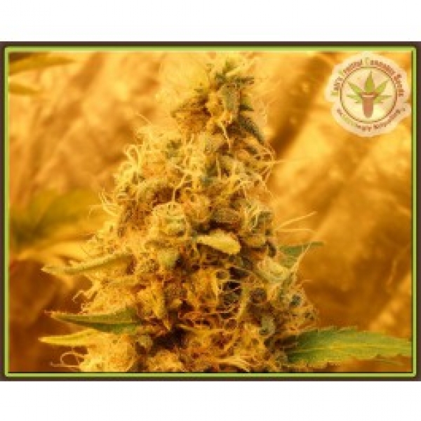 Jack Mist Tree Feminised Cannabis Seeds | Dr Krippling.