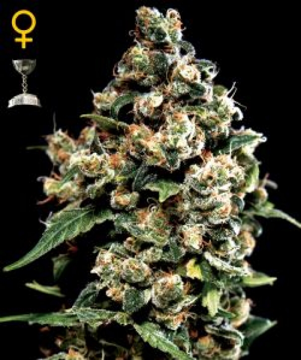 Jack Herer Feminised Cannabis Seeds | Black Skull Seeds Jack Herer Feminised Cannabis Seeds | Black Skull Seeds