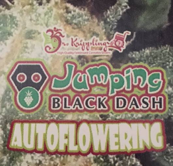 Jumping Black Dash Auto Feminised Cannabis Seeds | Dr Krippling Jumping Black Dash Auto Feminised Cannabis Seeds | Dr Krippling