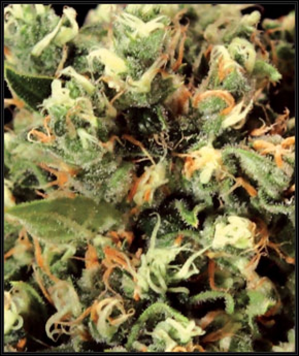 Kalashnikova Feminised Cannabis Seeds | Green House Seeds Kalashnikova Feminised Cannabis Seeds | Green House Seeds
