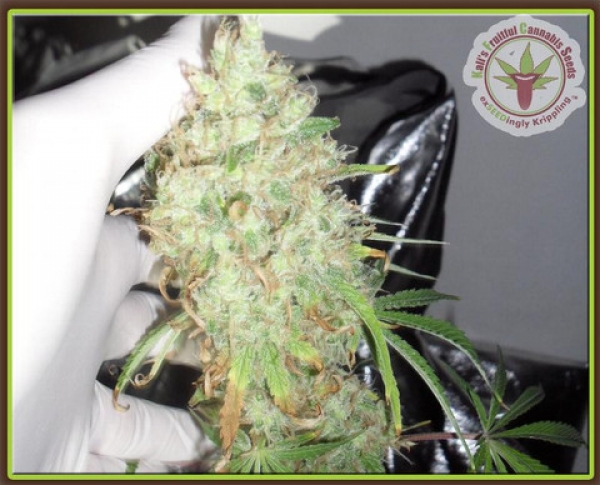 Dr Krippling Kalis Fruitful Range Kalis Lullaby Feminised Cannabis Seeds For Sale Dr Krippling Kalis Fruitful Range Kalis Lullaby Feminised Cannabis Seeds For Sale