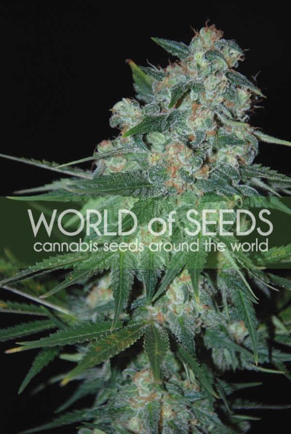 Ketama Feminised Cannabis Seeds | World of Seeds