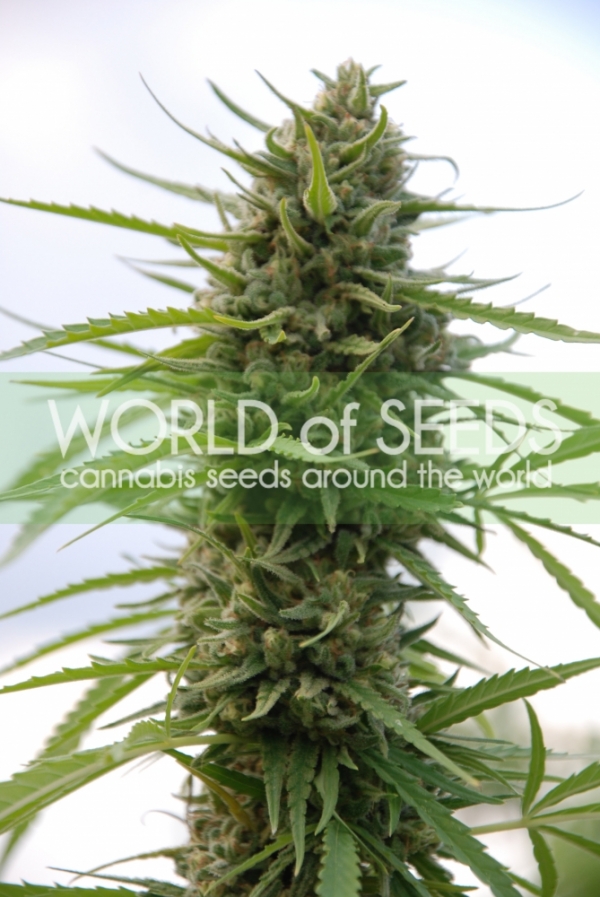 Kilimanjaro Regular Cannabis Seeds | World of Seeds
