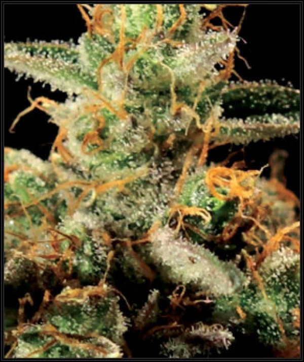 King's Kush Feminised Cannabis Seeds | Green House Seeds King's Kush Feminised Cannabis Seeds | Green House Seeds