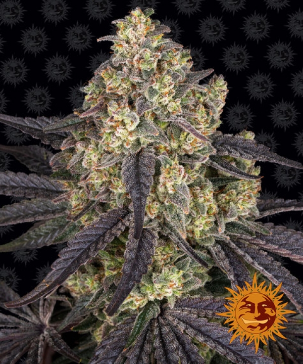 Kush Mintz Feminised Cannabis Seeds | Barney's Farm 