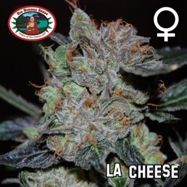 LA Cheese Feminised Cannabis Seeds | Big Buddha Seeds