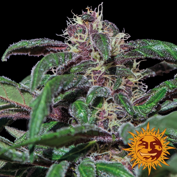 Ayahuasca Purple Feminised Cannabis Seeds | Barney's Farm Ayahuasca Purple Feminised Cannabis Seeds | Barney's Farm