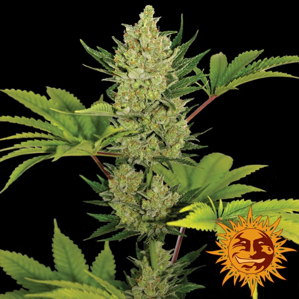 Blue Cheese Auto Feminised Cannabis Seeds | Barney's Farm 
