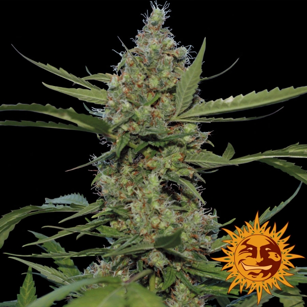 Laughing Buddha Feminised Cannabis Seeds | Barney's Farm 