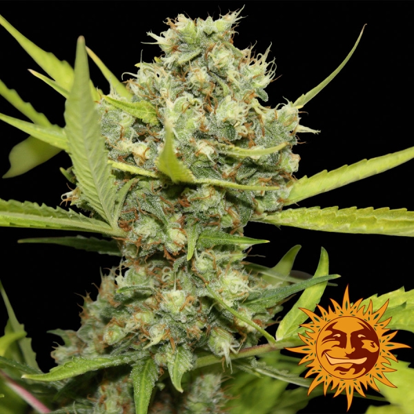 Pineapple Chunk Feminised Cannabis Seeds | Barney's Farm Pineapple Chunk Feminised Cannabis Seeds | Barney's Farm